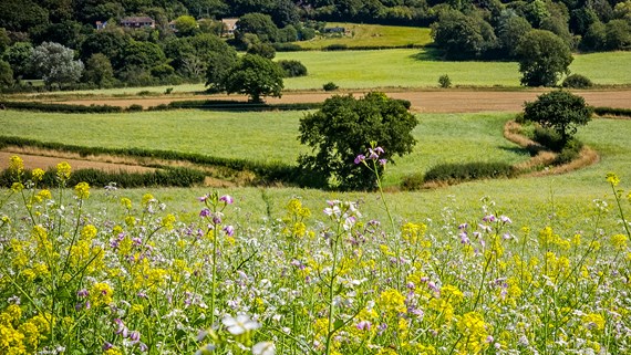 Biodiversity