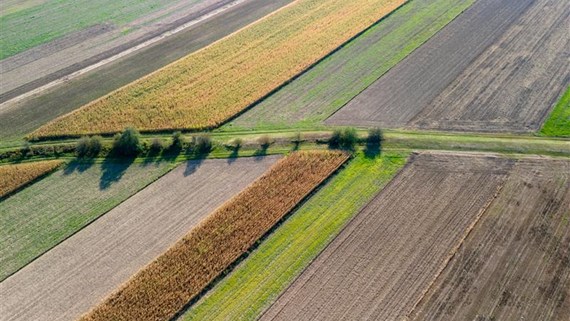 Green fields