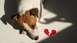 Pet divorce