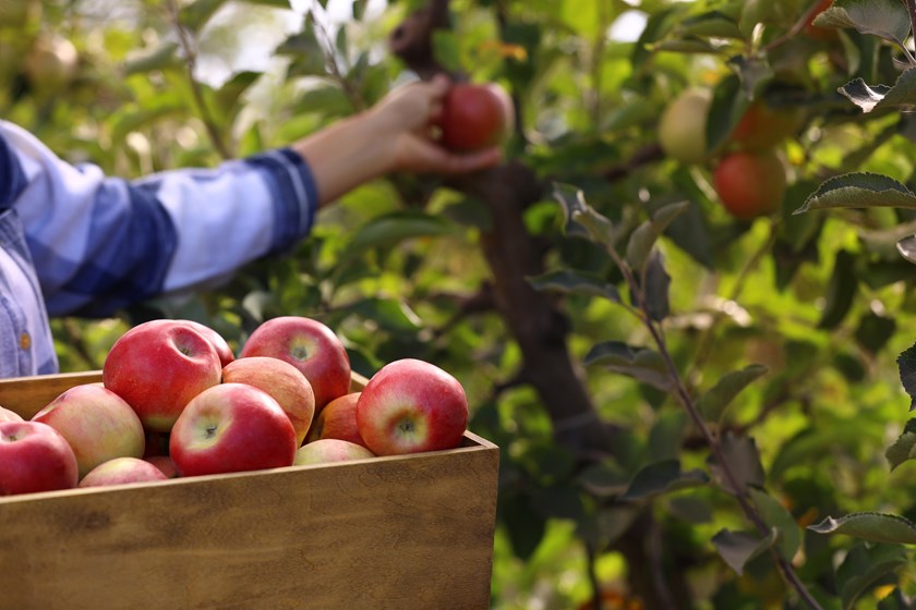 Seasonal labour: legal issues for rural estates