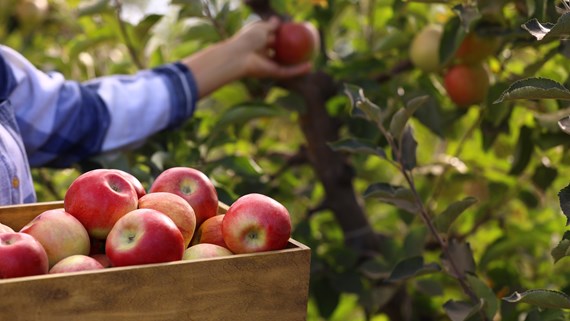 Seasonal labour: legal issues for rural estates