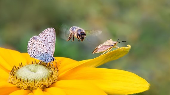 Biodiversity