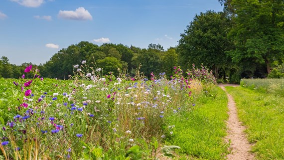biodiversity