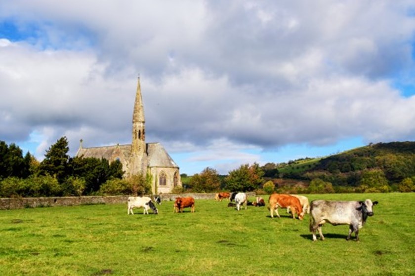 Church with Cows