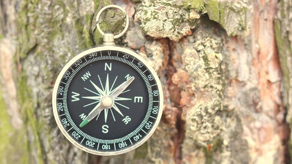 compass tree