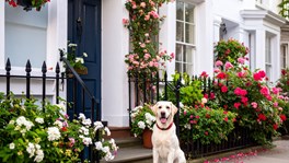Dog outside house