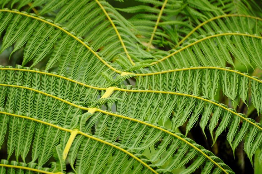 Foliage