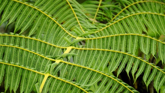 Foliage