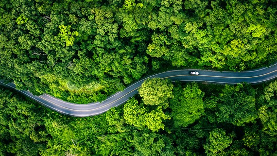 Long winding road with trees either side