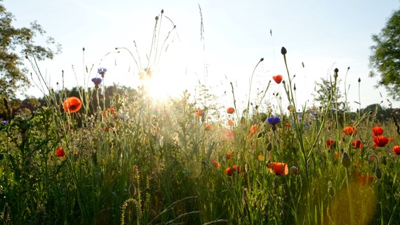 meadow