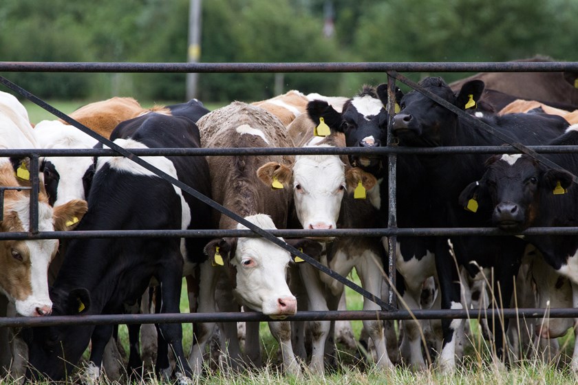 Herd of cows