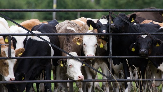 Herd of cows