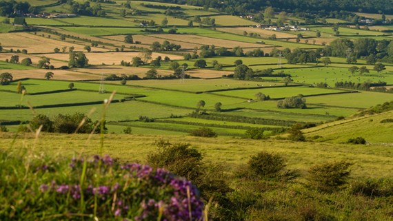 open fields