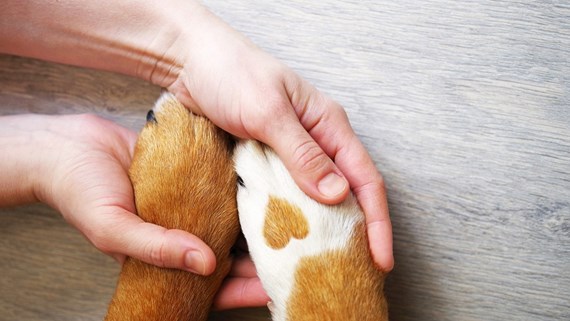 Pets