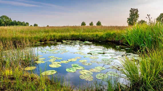 Pond