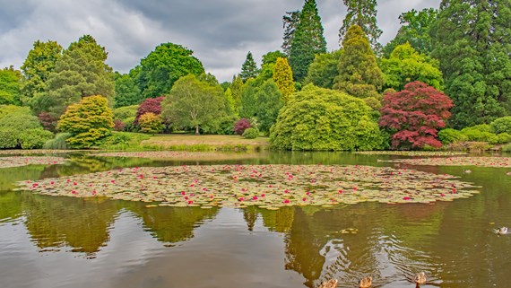 Lilies