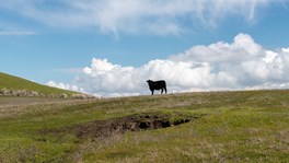 sinkhole