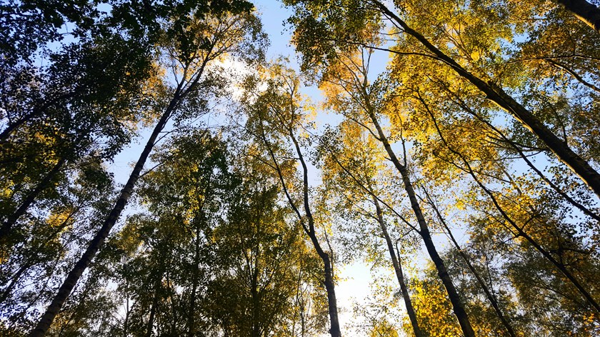 sun-tree