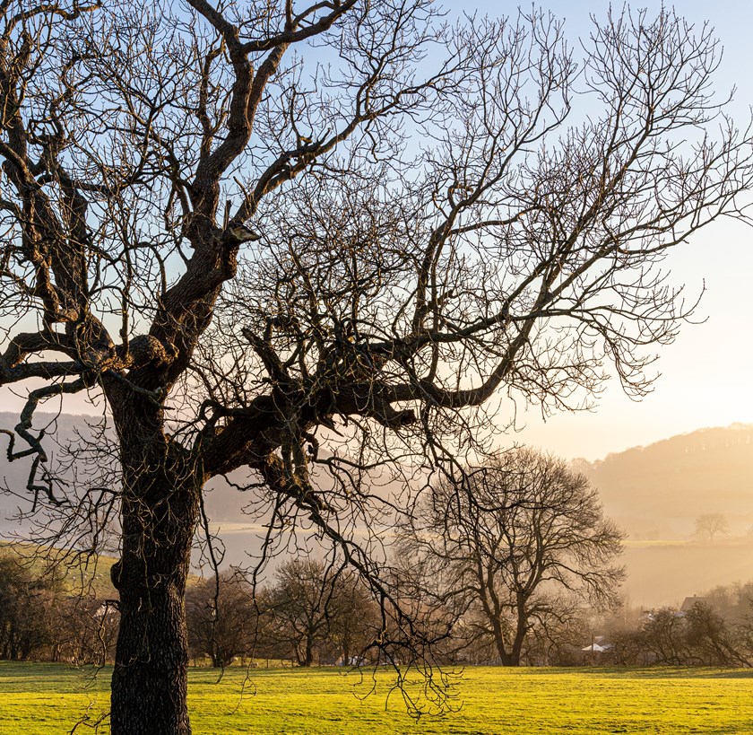 tree-light