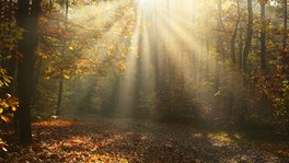 trees-autumn-lr