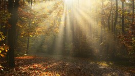 trees-autumn-lr