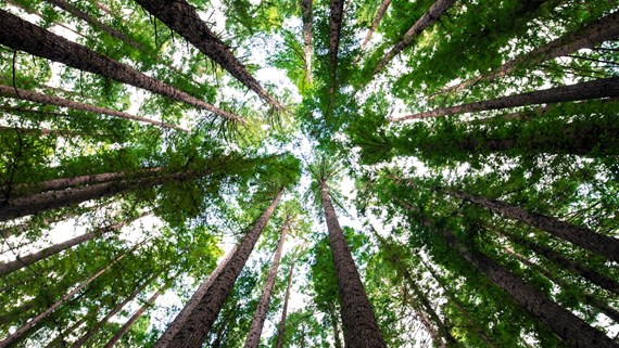 Trees