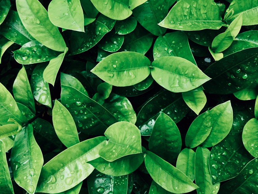 wet leaf