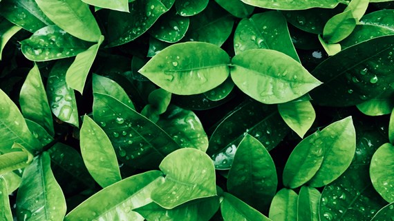 wet leaf