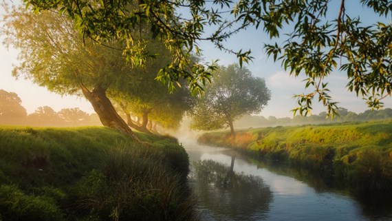 willow