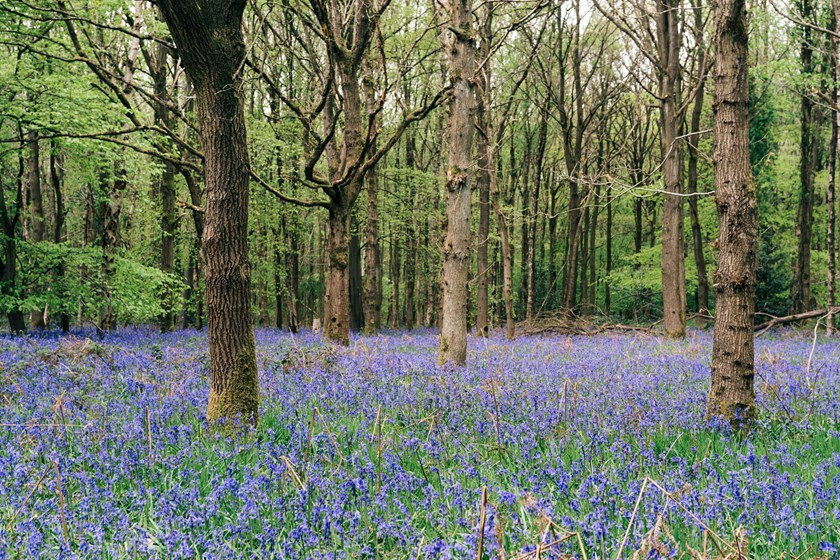 woodlands