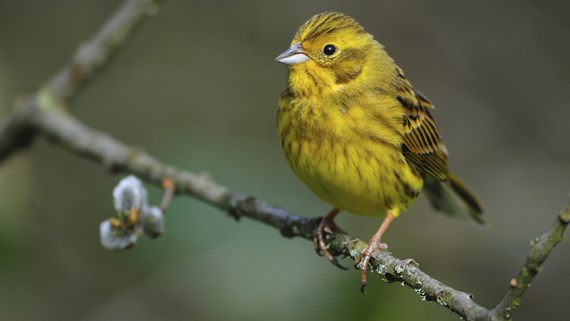 yellow hammer